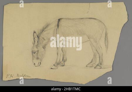 Donkey, Philip H. Wolfrom, Amerikaner, 1870-1904, Graphit auf Papier, n.d., Blatt, unregelmäßig: 6 1/4 x 9 11/16 Zoll, 15,9 x 24,6 cm Stockfoto