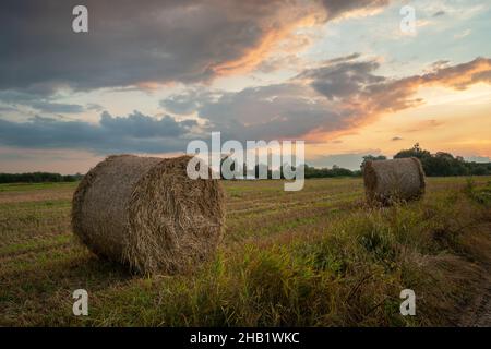 Heuballen im Feld und Abendwolken, Nowiny, Lubelskie, Polen Stockfoto