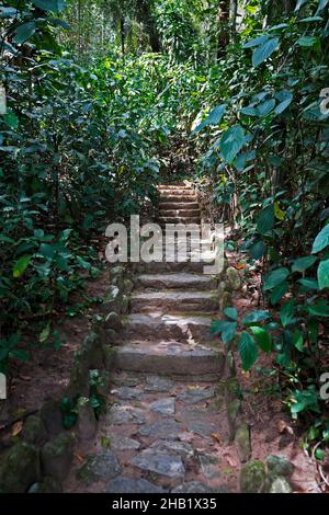 Waldwanderweg in Rio, Brasilien Stockfoto