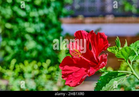 Hibiscus rosa-sinensis, besser bekannt als Hibiskus, chinesische Rose, küssende Blume, Kardinal, Mohn, Japanische Nelke, unter vielen anderen Namen. Stockfoto