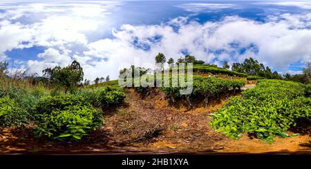 Tea Estate Landscape, Lipton Seat, Haputale, Sri Lanka. Virtual Reality 360. Stockfoto