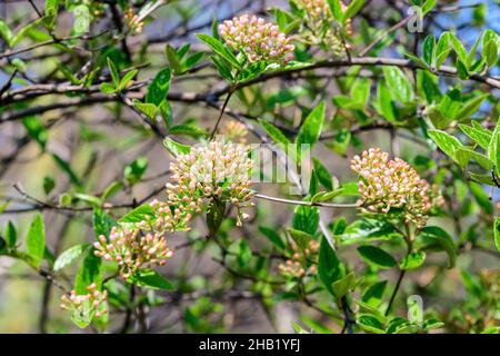 Strauch mit vielen zarten weißen Blüten der Viburnum carlesii-Pflanze, die allgemein als arrowwood oder koreanisches Gewürz Viburnum bekannt ist, in einem Garten in einem sonnigen Frühling Stockfoto