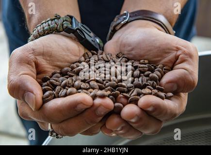 Der Kaffeeröster überprüft in Bangkok frisch geröstete Kaffeebohnen Stockfoto