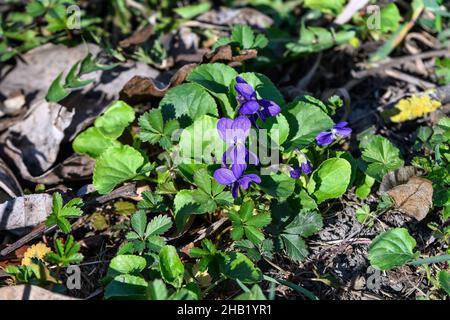 Viele kleine, zarte blaue Blüten der Viola odorata Pflanze, allgemein bekannt als Holz, süß, englisch oder Floristen-Veilchen in einem Garten an einem sonnigen Frühlingstag, Stockfoto