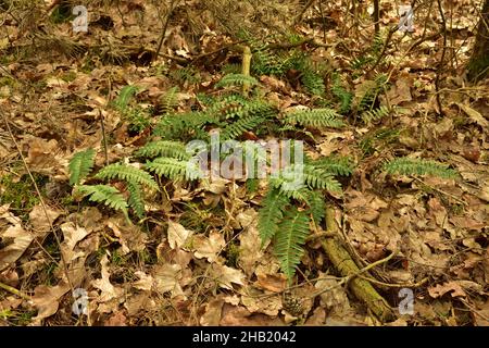 Grüne Farnblätter wachsen über verwelkten Blättern auf einem Wurf im Frühlingswald. Baum. Stockfoto