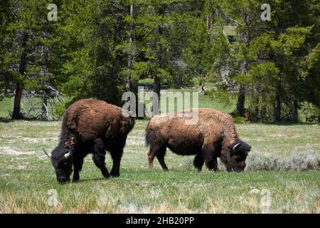 Zwei amerikanische Bisons fressen Gras im Hayden Valley, Yellowstone National Park, Wyoming, USA Stockfoto