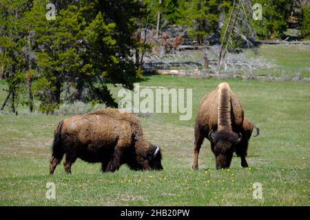 American Bisons essen Gras und wandern im Hayden Valley, Yellowstone National Park, Wyoming, USA Stockfoto