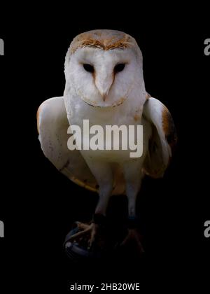 Porträt einer Scheune Eule, Tyto alba. Stockfoto