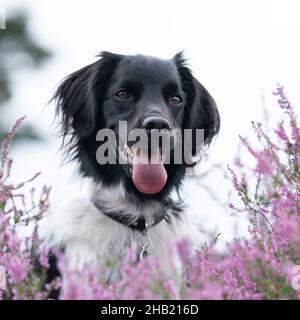 Ein Stabyhoun oder Friesischer Zeigehund, der in einem blühenden Heidefeld sitzt Stockfoto