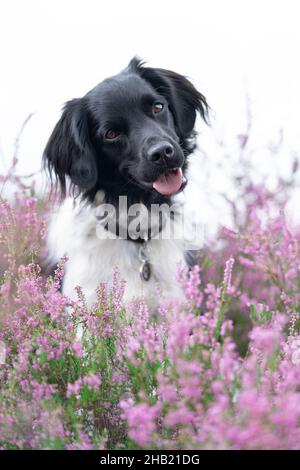 Ein Stabyhoun oder Friesischer Zeigehund, der in einem blühenden Heidefeld sitzt Stockfoto