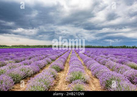 Lavendelblüten blühende duftende Felder in endlosen Reihen.Lavendelfelder aus dem schönen Bulgarien Stockfoto