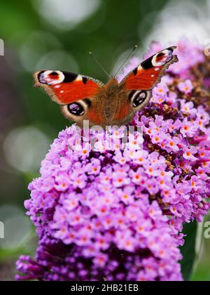 Pfauenfalter, Inachis io, auf einer Buddleia-Blume, Devon, Großbritannien Stockfoto
