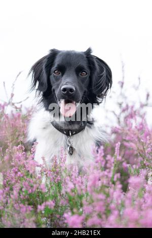 Ein Stabyhoun oder Friesischer Zeigehund, der in einem blühenden Heidefeld sitzt Stockfoto