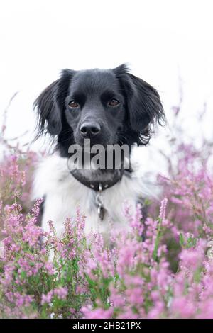 Ein Stabyhoun oder Friesischer Zeigehund, der in einem blühenden Heidefeld sitzt Stockfoto