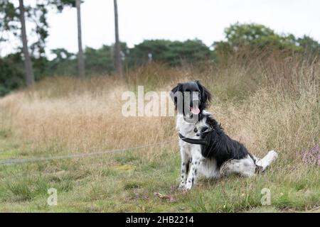 Ein Stabyhoun oder Friesischer Zeigehund, der in einem blühenden Heidefeld sitzt Stockfoto