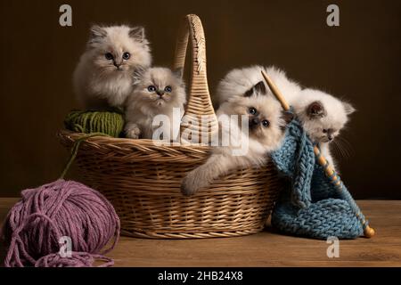 Vier Ragdoll-Katzen, kleines niedliches Kätzchen-Portrait, sitzend in einem Strickkorb Geschwister Wurf Freunde Stockfoto