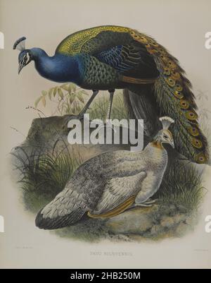 Pavo Nigripennis - Schwarzes schultertes Erbsen-Geflügel, Lithograph in Farbe auf Gewebspapier, 23 1/4 x 18 1/8 Zoll, 59,1 x 46 cm, Vogel, Vögel, Schwarzes schultertes Erbsen-Geflügel, Lebensraum, Natur, Vogelkunde, Ornithologie, Pavo Nigripennis, Pfau, Pflanzen und Tiere, Arten, Tierwelt Stockfoto