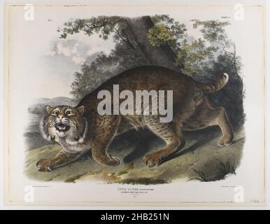 Common American Wildcat, Lithograph, 21 x 27 in., 53,3 x 68,6 cm, Anatomie, Tier, Katze, Krallen, Zeichnung, Fauna, Felder, wild, Flora, Fell, Landschaft, Säugetier, Natur, Naturstudie, Schwanz, Zähne, Baum, wild, Wildkatze, Wälder Stockfoto