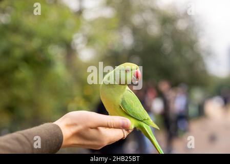 Grüner Papagei sitzt auf einer Hand und isst Nüsse in einem Park in London.