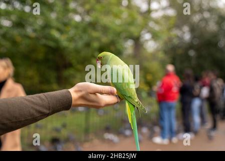 Grüner Papagei sitzt auf einer Hand und isst Nüsse in einem Park in London.