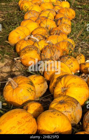 In der Nähe, Kürbis, Feld, Linie, Kürbisse, Reihen, Steiermark, Samenöl, gelb, Streifen, Erde, Boden, braun, Linien, Herbst, Close, orange, reif, Country, Outdoor Stockfoto