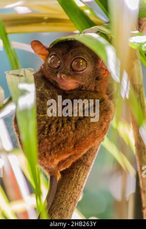 Philippinischer Tarsier Carlito syrichta auf der Insel Bohol, Philippinen Stockfoto