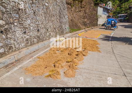 Reis wird auf der Straße in der Nähe des Dorfes Banaue, Insel Luzon, Philippinen, getrocknet Stockfoto