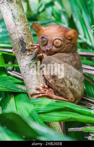 Tarsier sitzt auf einem Baum, Bohol Island, Philippinen Stockfoto