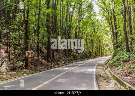 Straße durch den von Menschen gemachten Wald von Bilar auf der Insel Bohol, Philippinen Stockfoto