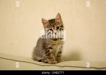 Porträt eines kleinen Kätzchens Kurilian Bobtail Nahaufnahme. Selektiver Fokus Stockfoto