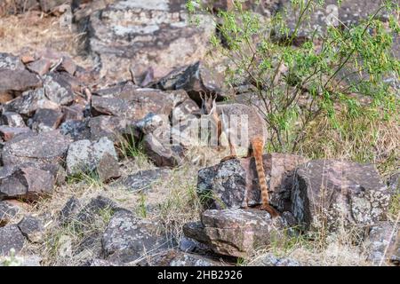 Nahaufnahme eines wilden Gelbfüßigen Wallabys mit einem beringten Russet und einem grauen Pelzschwanz, der auf einer Felsformation in den Warren Gorge Flinders Ranges sitzt Stockfoto