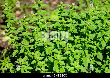 Viele frische, leuchtend grüne Blätter von Origanum vulgare, allgemein bekannt als Oregano, wilder oder süßer Majoran, in einem Kräutergarten an einem sonnigen Sommertag, wunderschön Stockfoto