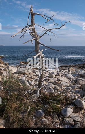 Felsige Küste entlang des Crystal Crescent Trail, Nova Scotia, Kanada Stockfoto