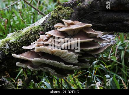Graue Austernpilze wachsen in freier Wildbahn Stockfoto