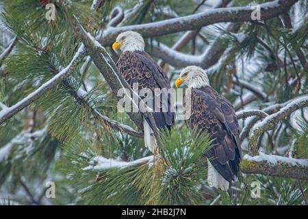 Zwei Weißkopfseeadler sitzen auf einem schneebedeckten Zweig im Norden Idahos. Stockfoto