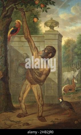 Orang-Utan aus dem Zoo des Stadtholder Willem V., pflücken eines Apfels, Tethart Philip Christian Haag, 1777 Stockfoto