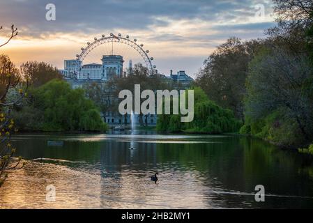 Ein Blick auf das London Eye von der Park Bridge im St James's Park mit dem See und den Gärten im Vordergrund. London, England, Großbritannien Stockfoto