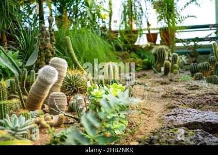 Verschiedene Arten von Wüstenkakteen oder Sukkulenten Pflanzen in einem Gewächshaus oder Garten. Gartenkonzept. Stockfoto