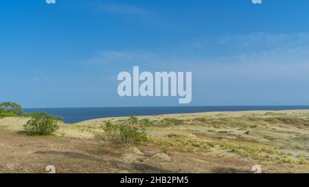 Sanddüne EFA an der Kurischen Nehrung, Ostsee, Kaliningrad, Russland. Seltene Büsche auf einer Sanddüne an einem sonnigen Tag im Sommer. Stockfoto