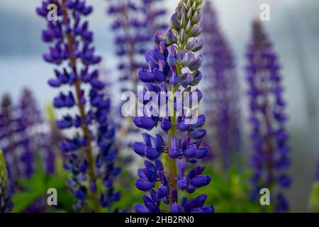 Blühenden Lupinen Blumen. Ein Feld von Lupinen. Sonnenlicht scheint auf Pflanzen. Violet Frühjahr und Sommer blüht. Sanften warmen weichen Farben, der Hintergrund jedoch unscharf. Stockfoto