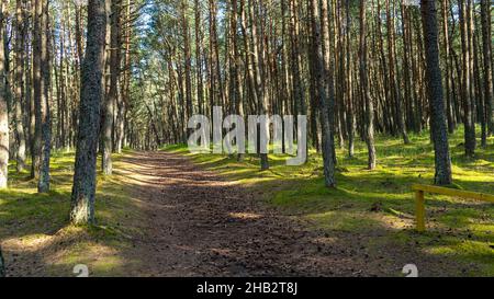 Fabelhafter tanzender Wald auf grünem Moos, beleuchtet von Sonnenstrahlen auf der Kurischen Nehrung, Kaliningrad, Russland. Stämme von Kiefern bedeckt w Stockfoto