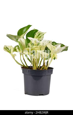 Exotische 'Epipremnum Aureum Manjula'-Pothos-Zimmerpflanze im Blumentopf auf weißem Hintergrund Stockfoto