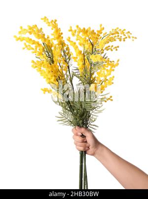 Weibliche Hand mit Bouquet von schönen Mimosenblüten auf weißem Hintergrund Stockfoto
