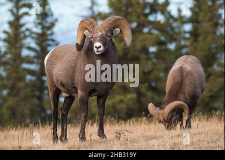 Rocky Mountain Bighorn Sheep Rams (Ovis canadensis), Jasper National Park, Alberta, Kanada Stockfoto