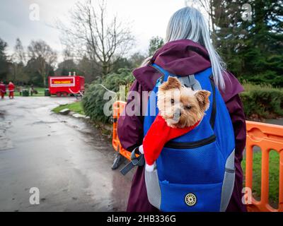 Frau, die ihren Yorkie-Hund an einem nassen Dezembertag in einem Rucksack durch einen Park trägt. Der Hund trägt einen weihnachtsmann Schal Stockfoto
