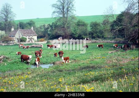 Pastoral Landschaft Rinder Weiden Reiter vorbei, River Windrush Tal, Swinbrook, in der Nähe von Burford 1976 Stockfoto