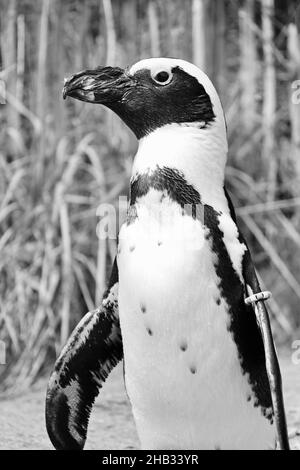 Vertikale Aufnahme eines schönen afrikanischen Pinguins in Grautönen Stockfoto