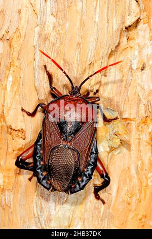 Oncomerinae Shield Bug, Rhoecus australasiae. Großer Erwachsener. Dieser wahre Fehler ist ein großer Stinkfehler. Coffs Harbour, NSW, Australien Stockfoto