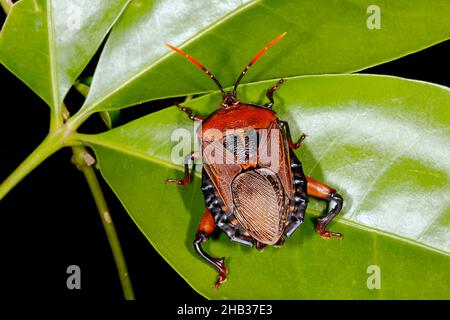 Oncomerinae Shield Bug, Rhoecus australasiae. Großer Erwachsener. Dieser wahre Fehler ist ein großer Stinkfehler. Coffs Harbour, NSW, Australien Stockfoto