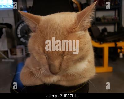 Cream Tabby Katze sitzt in einer Brotlaibe Position auf einem Home Gym Stockfoto